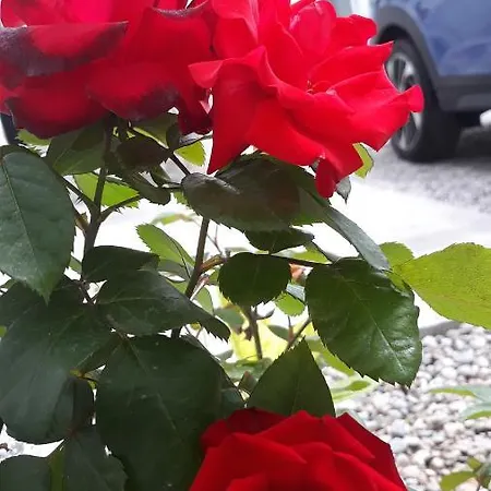 Apartament Sweet Near Old Town *